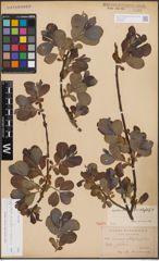 Foto von Salix cinerea L. x Salix nigricans Sm. x Salix phylicifolia L.
